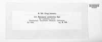 Ramularia cardamines image